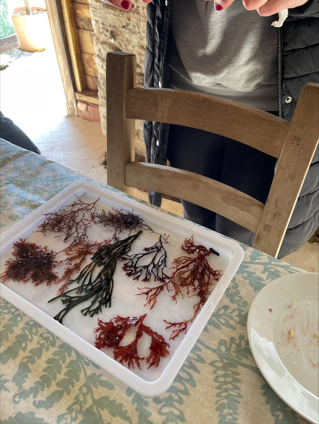 Join us for a Seaweed Pressing workshop